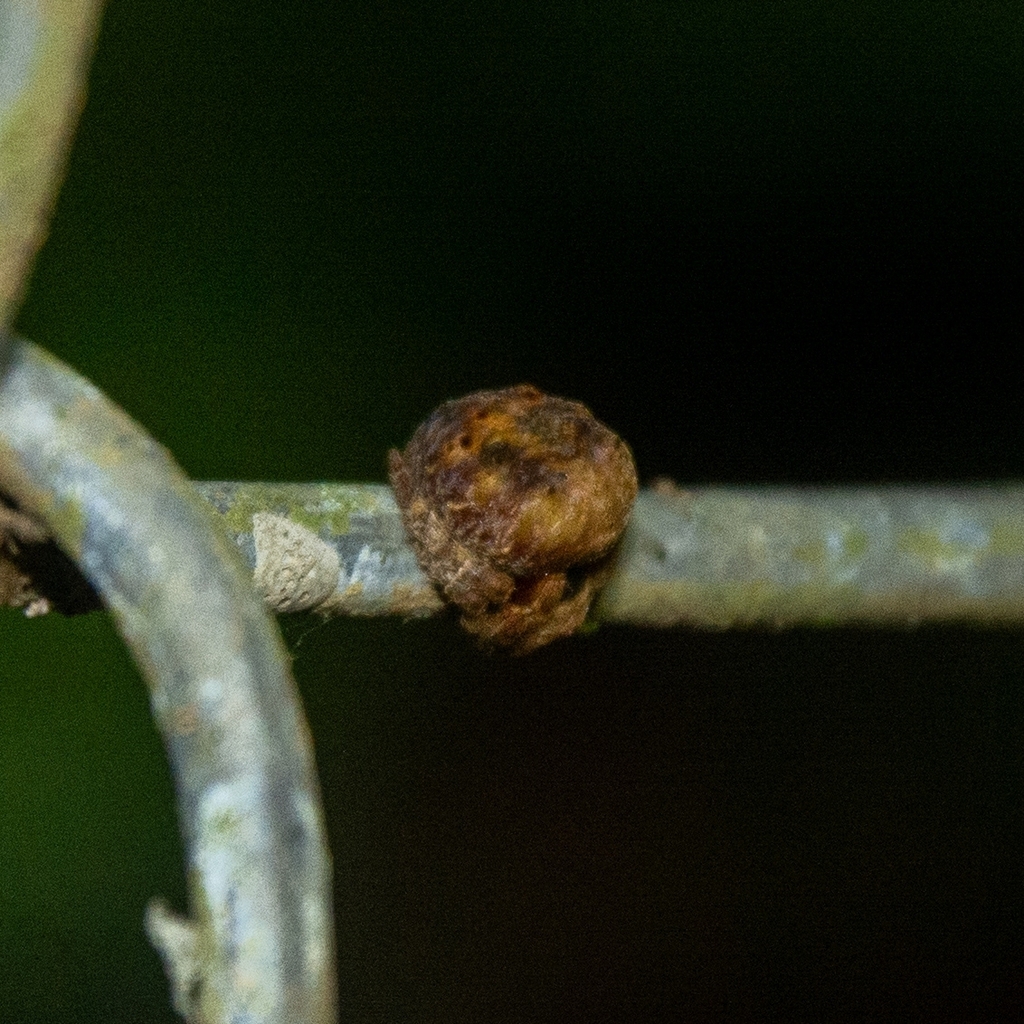 orb weavers