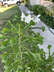 Image of Plumeria pudica