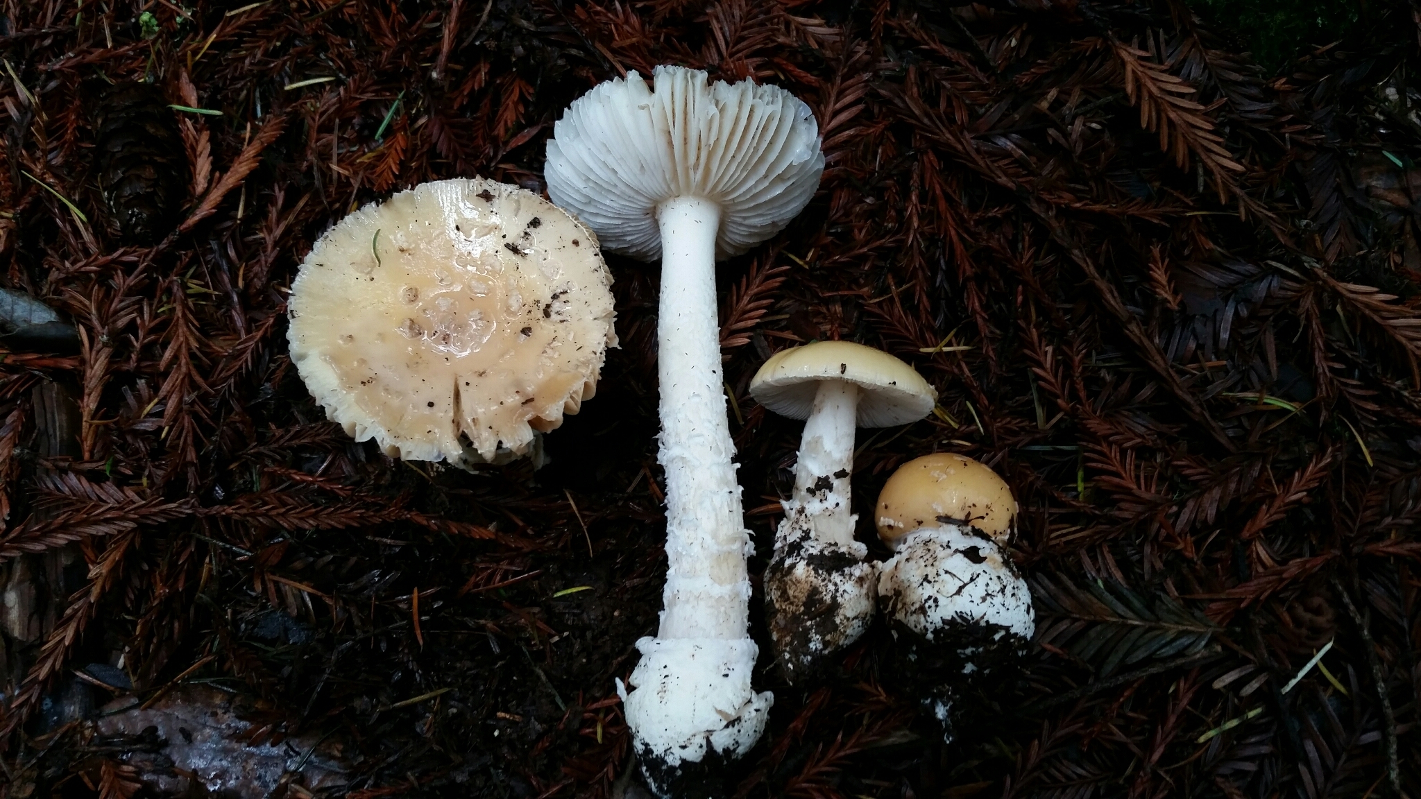 Amanita gemmata image