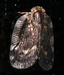 Aprivesa exuta