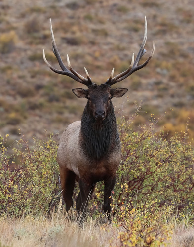 Elk photographed in Utah