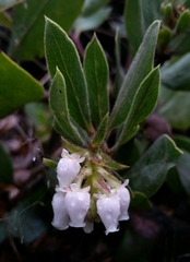 Arctostaphylos virgata