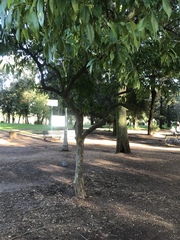 Cocculus laurifolius