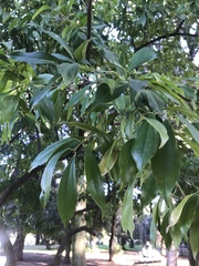 Cocculus laurifolius
