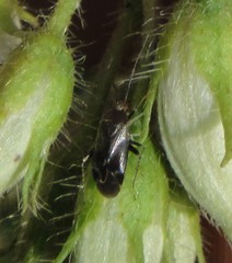 Plagiognathus obscurus