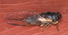Birrima castanea