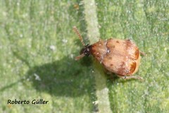 Sennius lateapicalis
