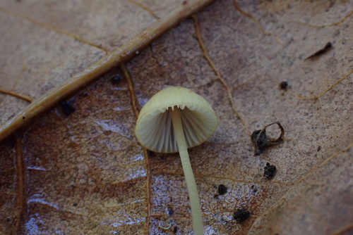 Owingsia PNW01 graham.jpg