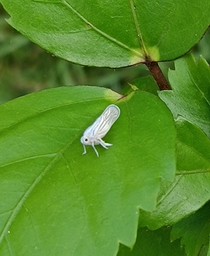 Nisia nervosa