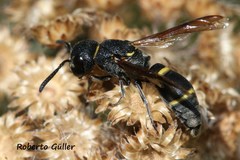 Hypalastoroides