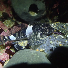 Clinocottus globiceps