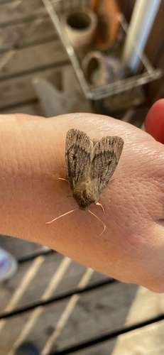 Brown Satyr Moth