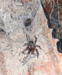 Thelechoris striatipes