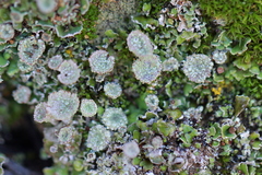 Cladonia asahinae