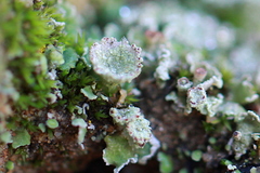Cladonia asahinae