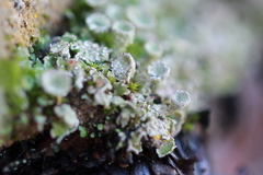 Cladonia asahinae
