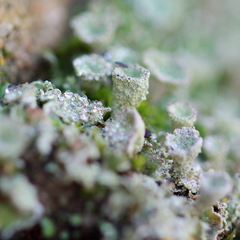 Cladonia asahinae