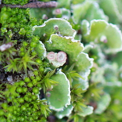 Cladonia asahinae