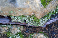 Cladonia asahinae