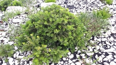 Morella diversifolia