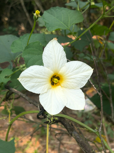 Momordica dioica Roxb. ex Willd.