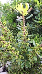 Morella diversifolia