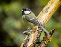 Parus major