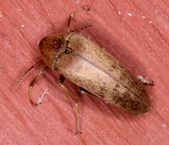 Ripiphoridae
