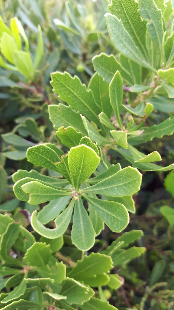 Peninsula Waxberry