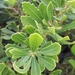 Morella diversifolia - Photo (c) Leighan Mossop,  זכויות יוצרים חלקיות (CC BY-NC), הועלה על ידי Leighan Mossop