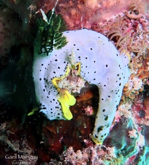 Notodoris serenae