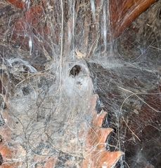 Thelechoris striatipes