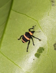 Entyus auricinctus