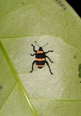 Entyus auricinctus