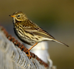 Anthus pratensis