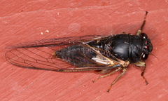 Birrima castanea