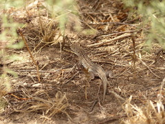 Acanthodactylus margaritae