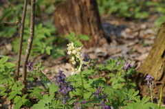 Corydalis cava marschalliana