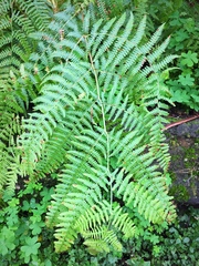 Pteridium aquilinum