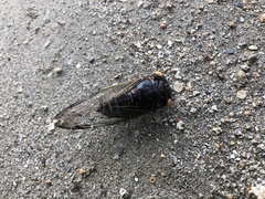 Cryptotympana viridicostalis