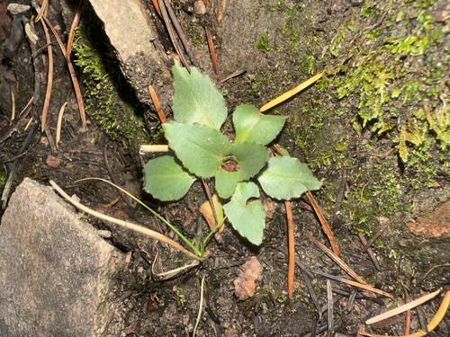 Diamondleaf Saxifrage (Micranthes rhomboidea)