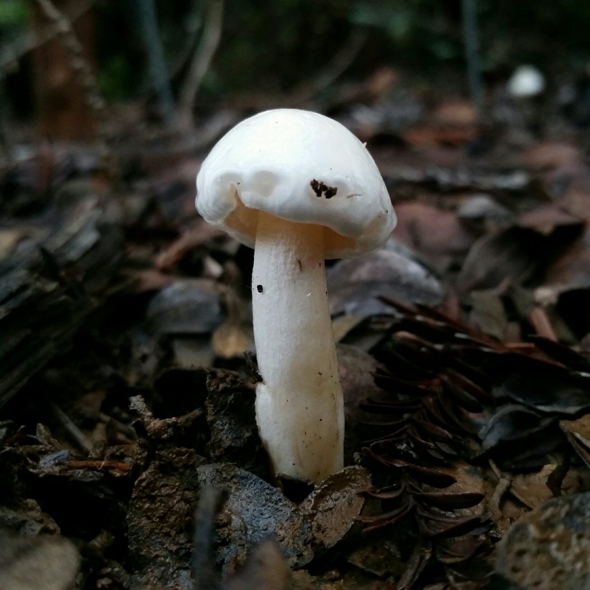 Hygrophorus eburneus image