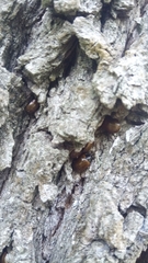 Plagiodera erythroptera
