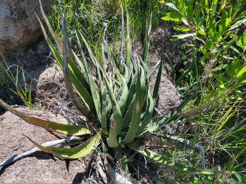 Agave difformis A.Berger