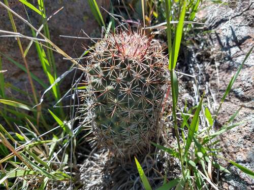 Coryphantha clavata
