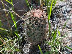Coryphantha clavata