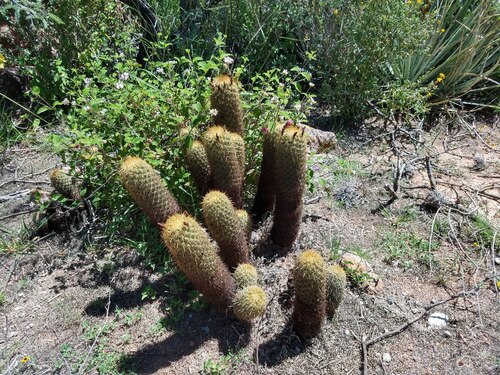 Coryphantha erecta