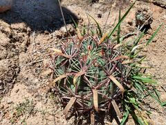 Ferocactus latispinus