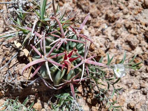 Ferocactus latispinus
