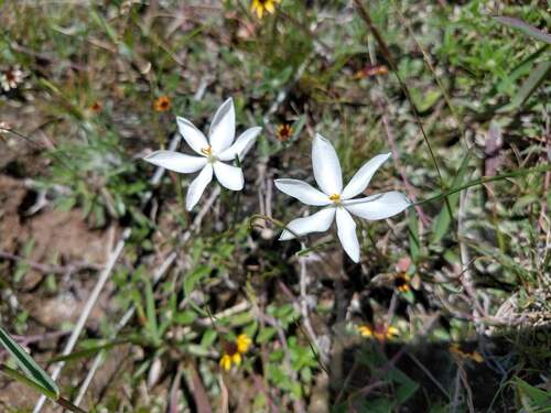 Southwestern Pleatleaf (Nemastylis tenuis)